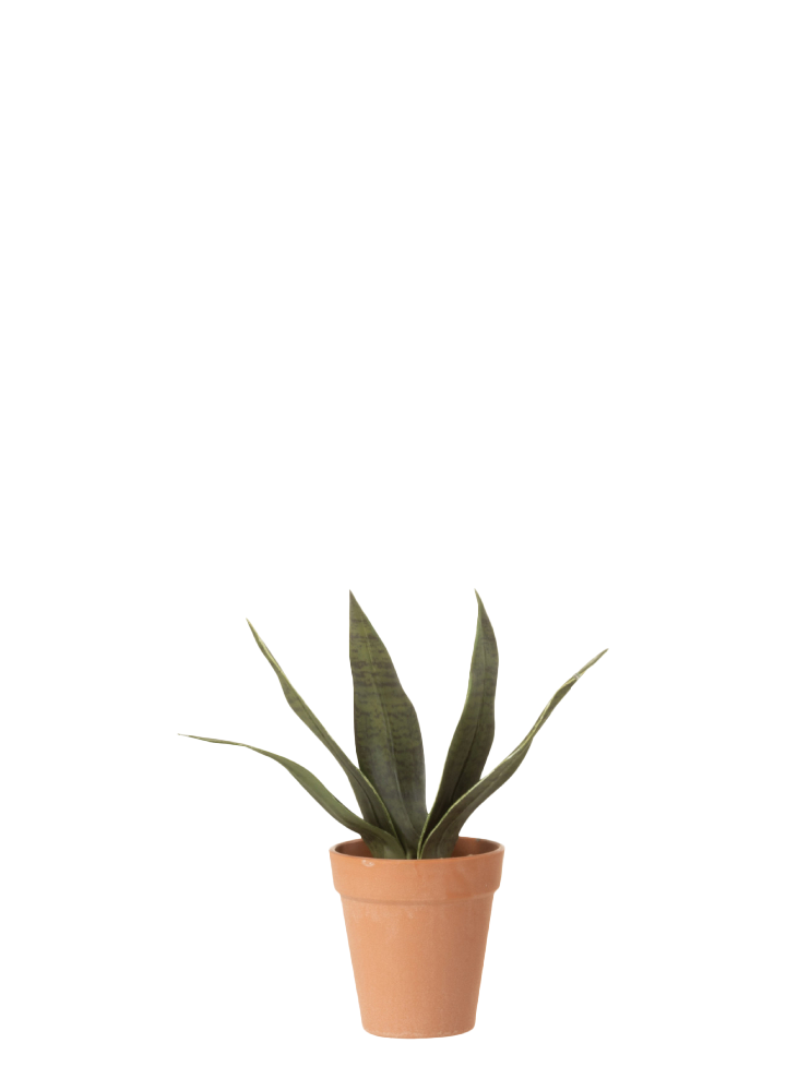 SANSEVIERIA DARK / S