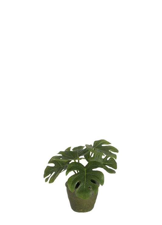 SAKSILI PHILODENDRON / YIRTIK YAPRAKLI