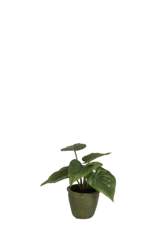 SAKSILI PHILODENDRON 