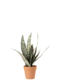 SANSEVERIA AÇIK / L