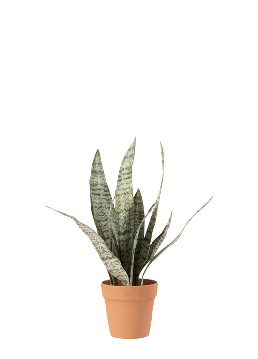 SANSEVERIA AÇIK / L