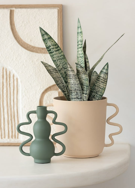 SANSEVERIA AÇIK / L