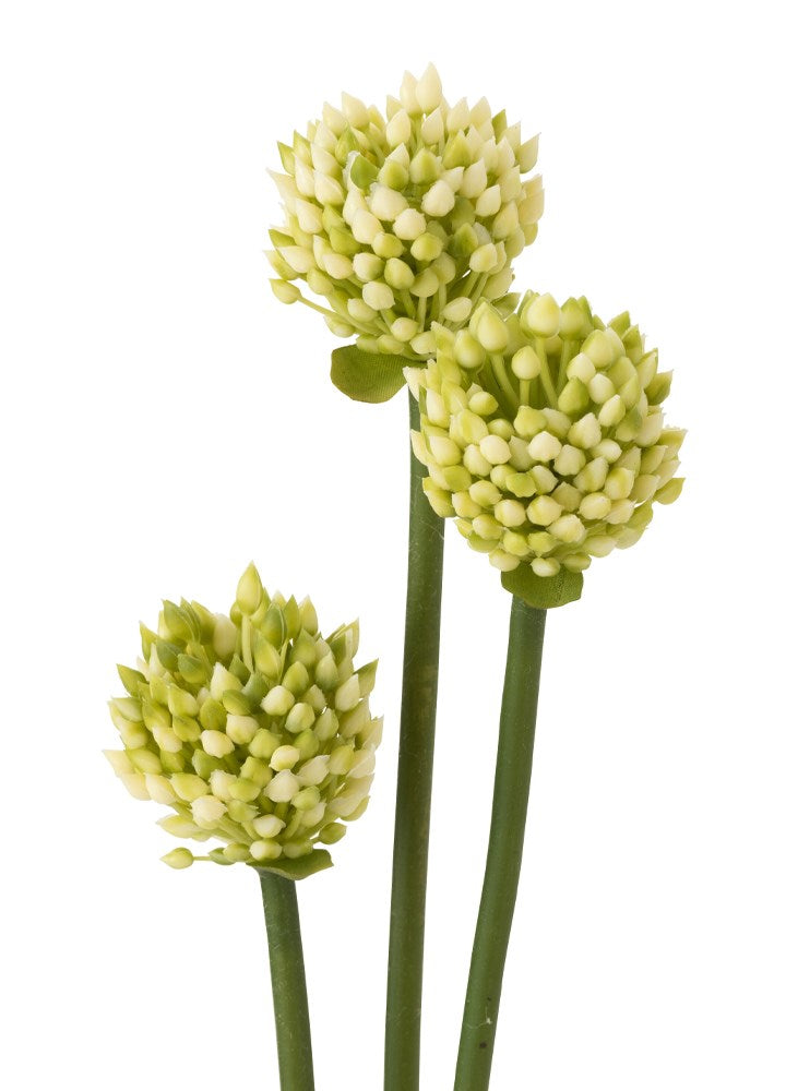 ALLIUM DAL / 66 CM