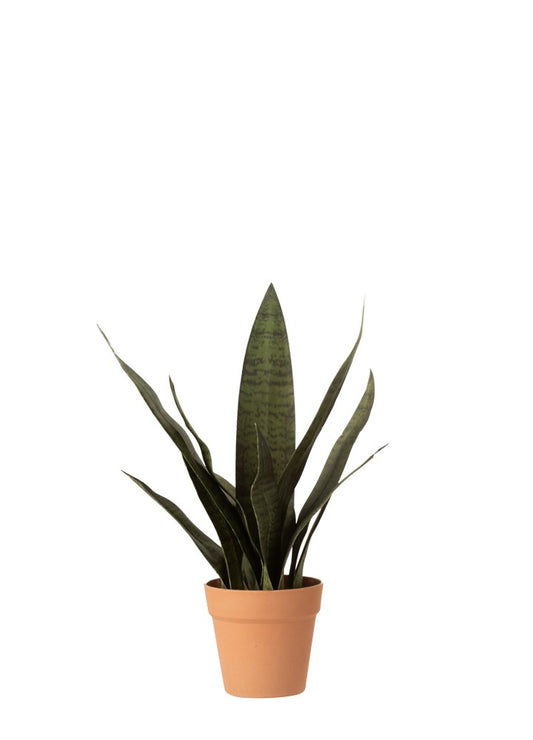 SANSEVERIA KOYU / L