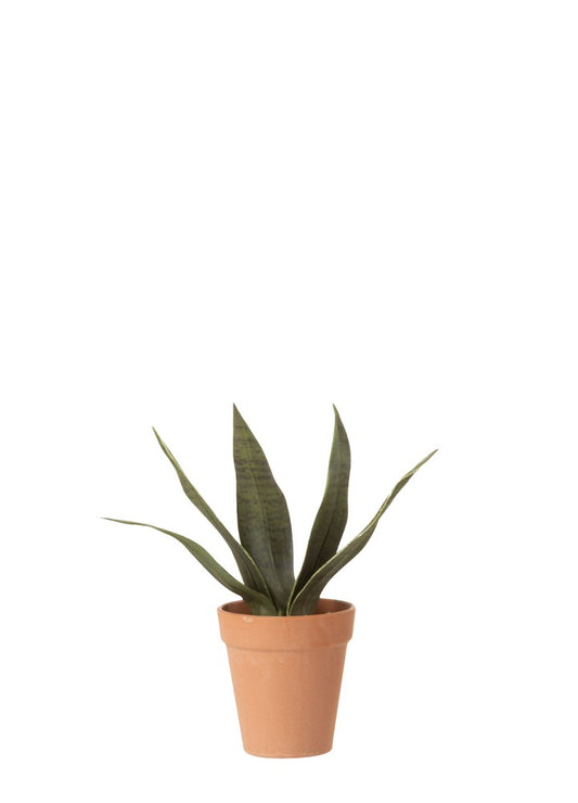 SANSEVIERIA KOYU / S