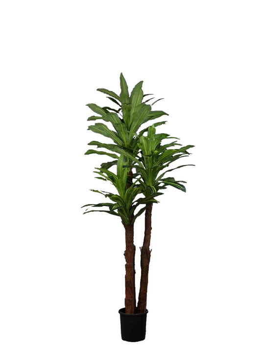 DRACENA AĞAÇ