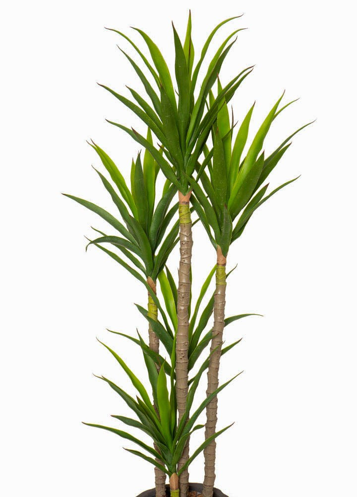 Yucca 5li